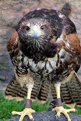 Book cover for Face View of a Hawk (Birds of the World)