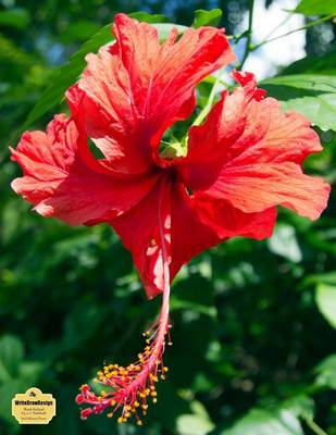 Book cover for Writedrawdesign Notebook, Blank Unlined, 8.5 X 11 Inches, Red Hibiscus Flower