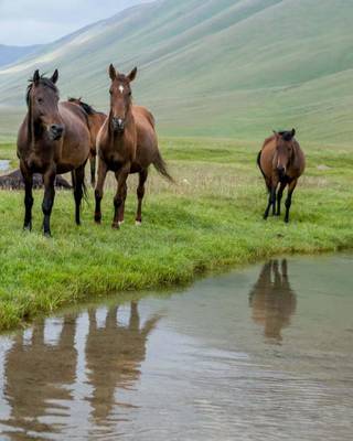 Cover of Rocky Mountain Horse