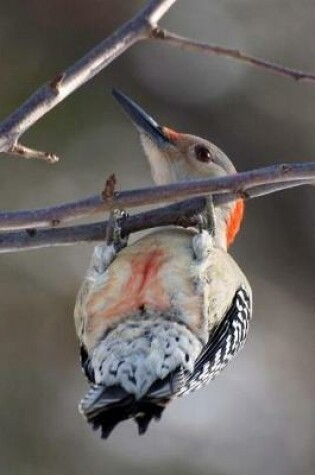Cover of Red-Bellied Woodpecker (Melanerpes Carolinus) Bird Journal