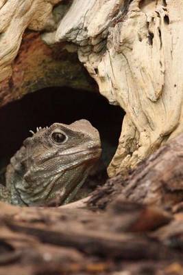 Book cover for Iguana Peering Out (for the Love of Animals)