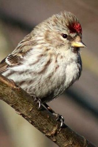 Cover of Redpoll Perched on a Branch, Birds of the World