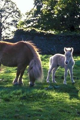 Book cover for 2020 Daily Planner Horse Photo Equine Draft Mare Foal 388 Pages