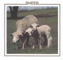 Cover of Sheep