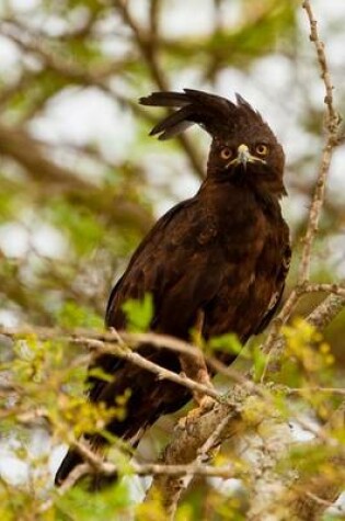 Cover of Long-Crested Eagle Journal