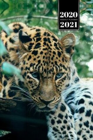 Cover of Panther Leopard Cheetah Cougar Week Planner Weekly Organizer Calendar 2020 / 2021 - Deep in Jungle