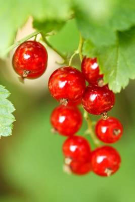 Book cover for Beautiful Red Currant Berries