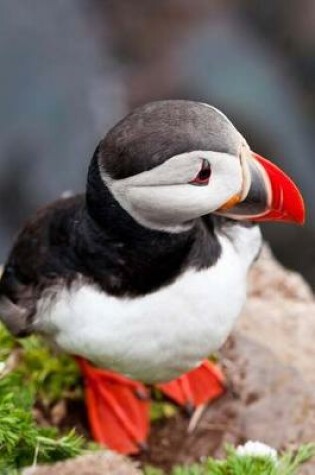 Cover of A Cute Little Puffin Seabird Journal