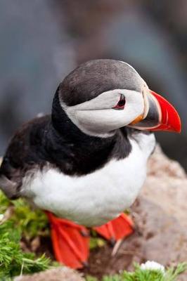 Book cover for A Cute Little Puffin Seabird Journal