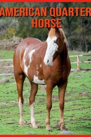 Cover of American Quarter Horse