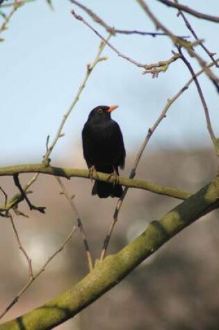 Cover of Male Blackbird perched on a Tree Branch Journal