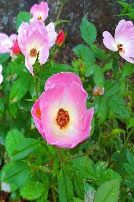 Cover of Journal Pink Roses Garden Blooms