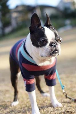 Book cover for Boston Bull Dog in a Striped Sweater Pet Journal