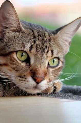 Cover of Cute Tabby Cat Lounging by the Window Journal