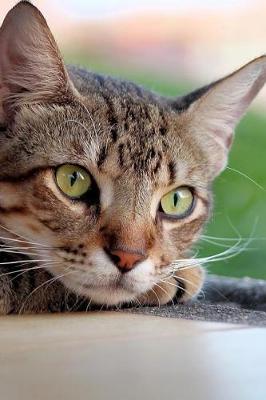 Book cover for Cute Tabby Cat Lounging by the Window Journal