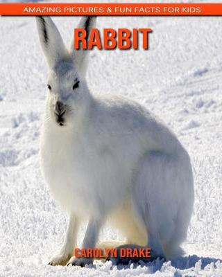 Book cover for Rabbit