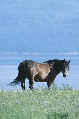 Book cover for 2020 Daily Planner Horse Photo Equine Horse Lake Mountain Scene 388 Pages