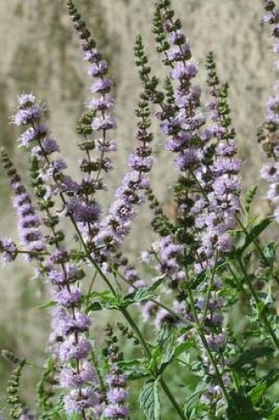 Cover of Mentha Spicata Spearmint Flower Blooming