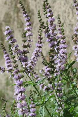 Book cover for Mentha Spicata Spearmint Flower Blooming