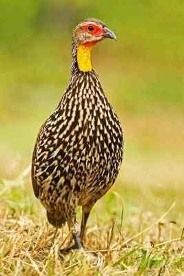 Book cover for Yellow-Necked Spurfowl Francolin Bird Journal