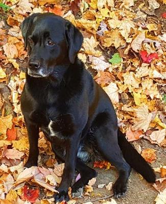 Book cover for School Composition Book Black Labrador Retriever Dog Fall Leaves 200 Pages