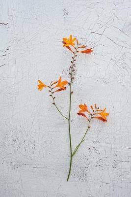 Book cover for Orange Crocosmia Flower Journal