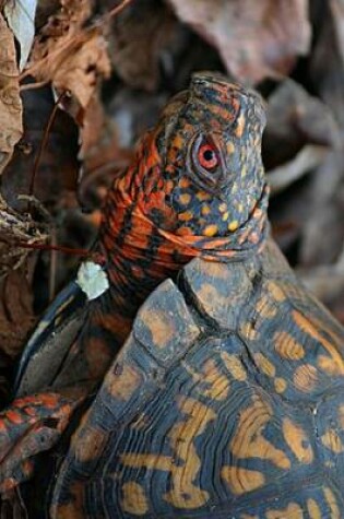 Cover of Close Up an Eastern Box Turtle in the Leaves Terrapene Carolina