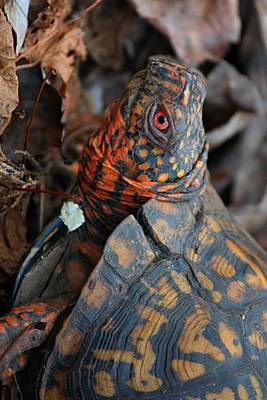 Book cover for Close Up an Eastern Box Turtle in the Leaves Terrapene Carolina