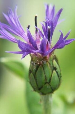 Cover of Purple Wildflower - Blank Notebook