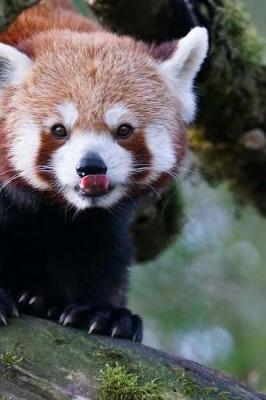 Book cover for Mind Blowing Cute Red Panda Licking Its Nose 150 Page lined journal