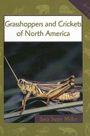 Cover of Grasshoppers and Crickets of North America