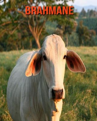 Book cover for Brahmane