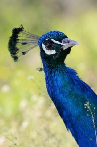 Cover of Peacock has his Eye on You Bird Journal