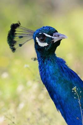 Book cover for Peacock has his Eye on You Bird Journal