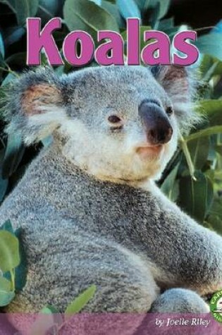 Cover of Koalas