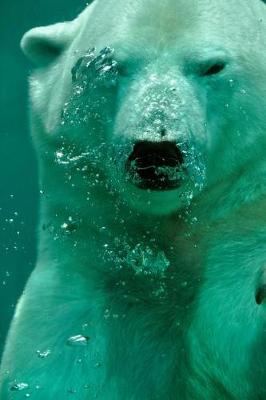 Book cover for Polar Bear Underwater