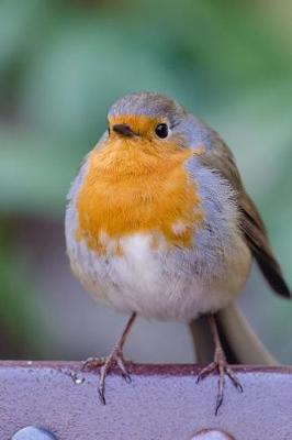 Book cover for Plump Robin Redbreast Bird Journal