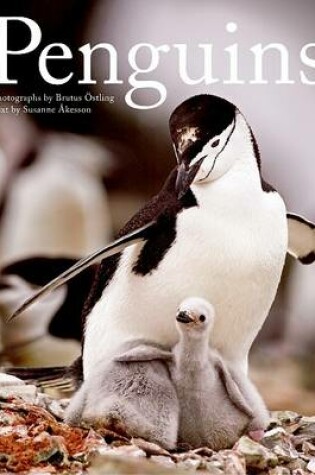 Cover of Penguins