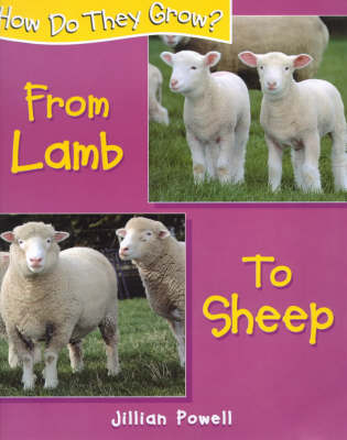 Book cover for Lamb to Sheep