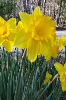 Book cover for Journal Spring Yellow Daffodils