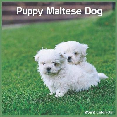 Book cover for Maltese Dog Puppy 2022 Calendar