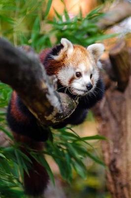 Book cover for A Red Panda Hanging on a Branch Journal