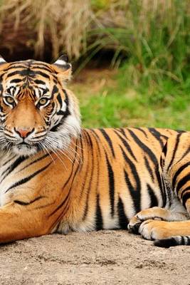 Book cover for Beautiful Bengal Tiger Staring Into the Camera