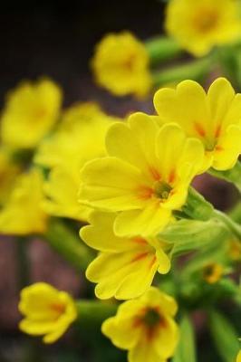 Book cover for Beautiful Yellow Cowslip Flowers Journal