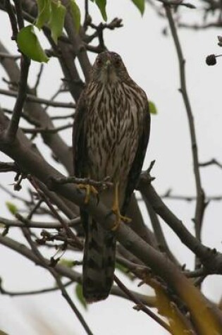 Cover of Hawk Perched in a Tree (Birds of the World)