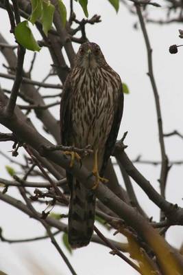 Book cover for Hawk Perched in a Tree (Birds of the World)