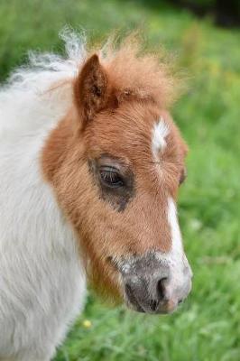 Book cover for Portrait of a Shetland Pony with a Curly Mane Journal