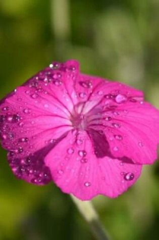 Cover of Silene Coronaria Campion Journal