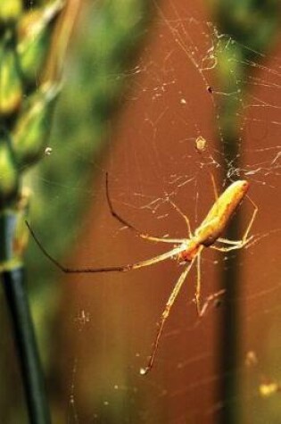 Cover of Arachnid Journal Spider Web Long-Jawed Orb Weaver Arachnology