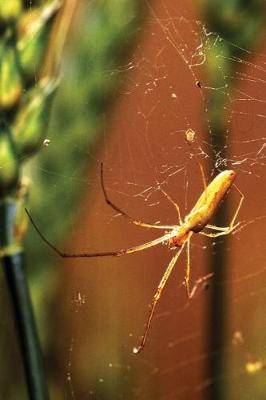 Book cover for Arachnid Journal Spider Web Long-Jawed Orb Weaver Arachnology